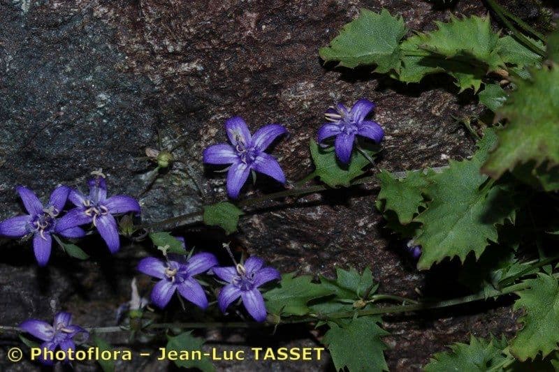 Campanula dell'Adriatico 2