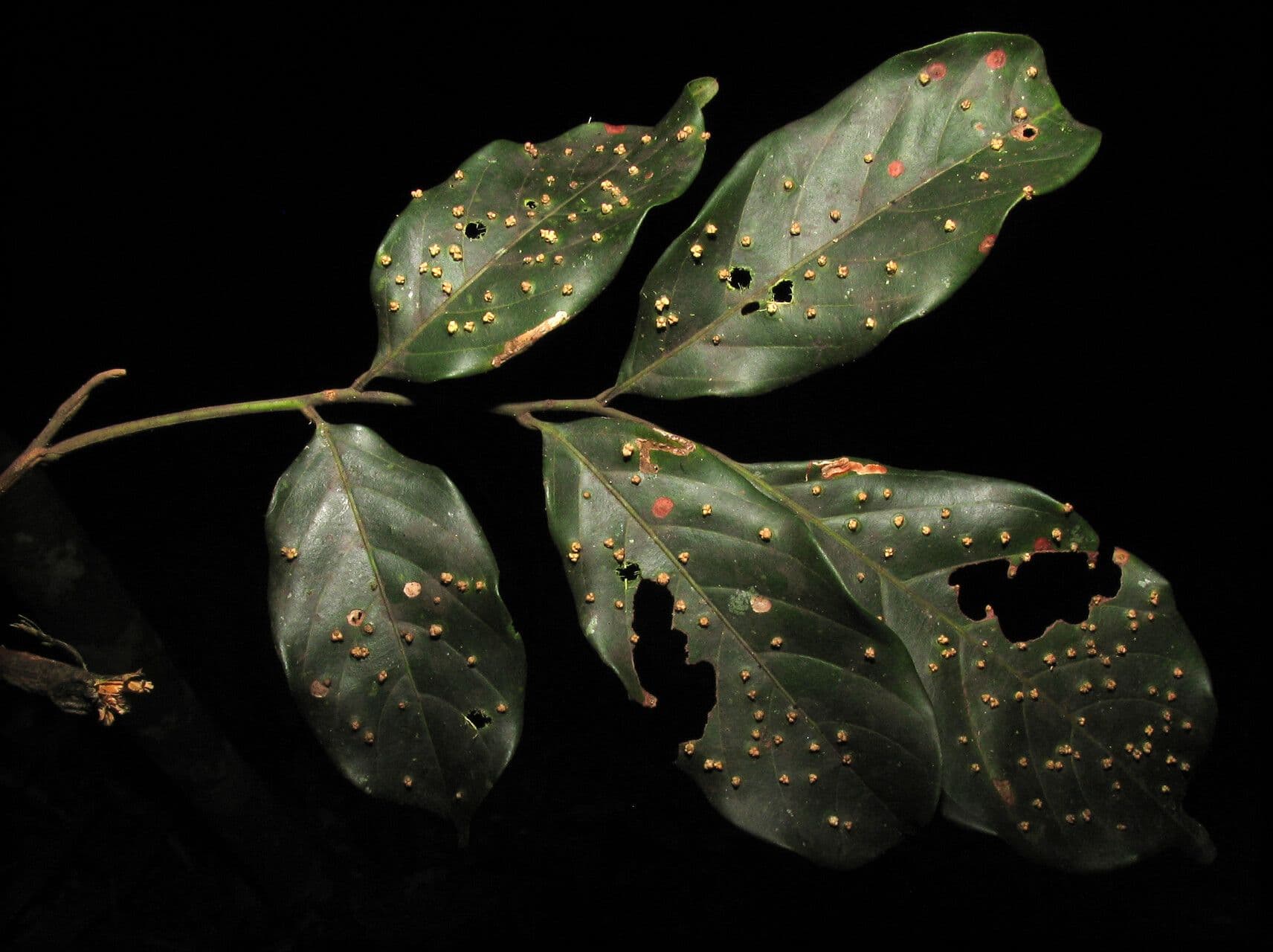 Trichilia
