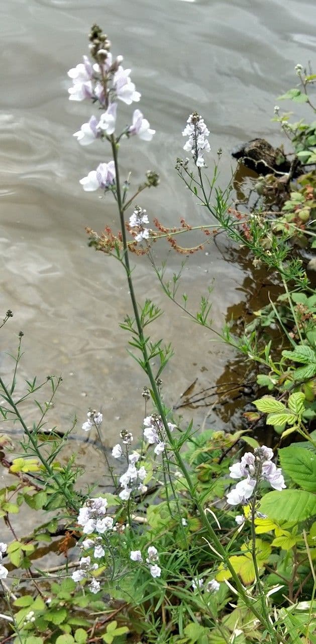 Linaria strisciante 29