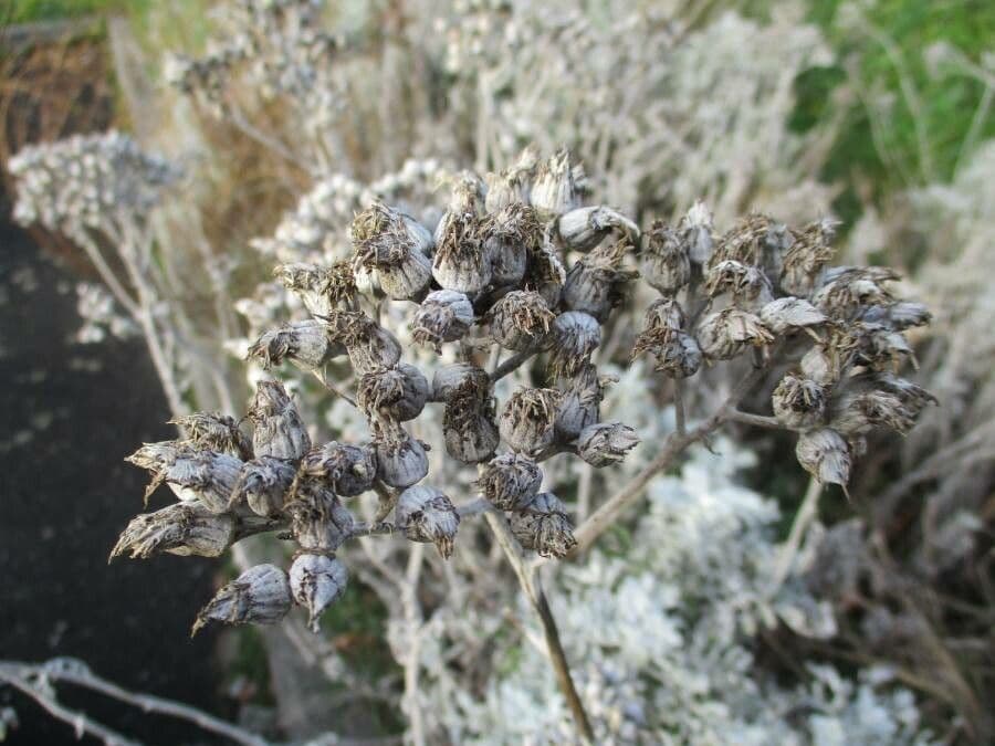Cineraria 9