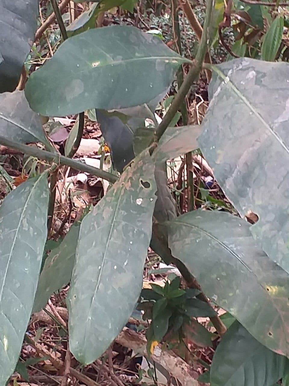 Tabernaemontana pachysiphon 7