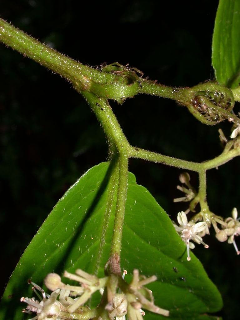 Dichapetalum 4
