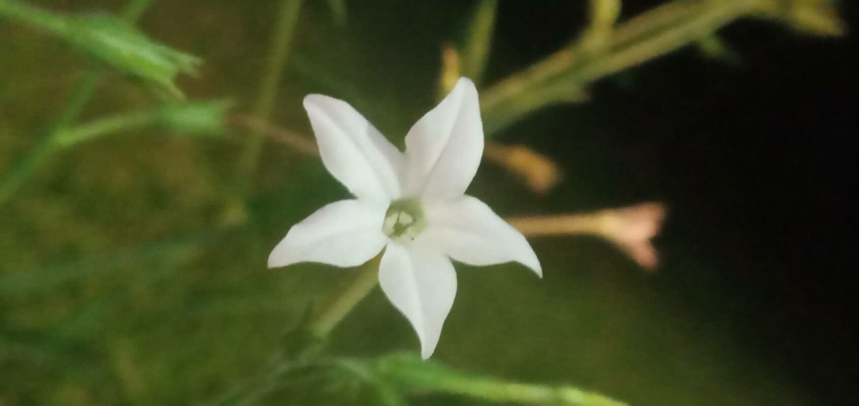 Tabaco de flor larga 4