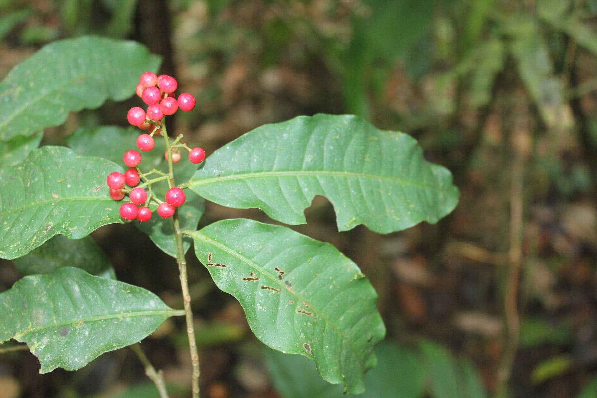 Ardisia de Guyane 4
