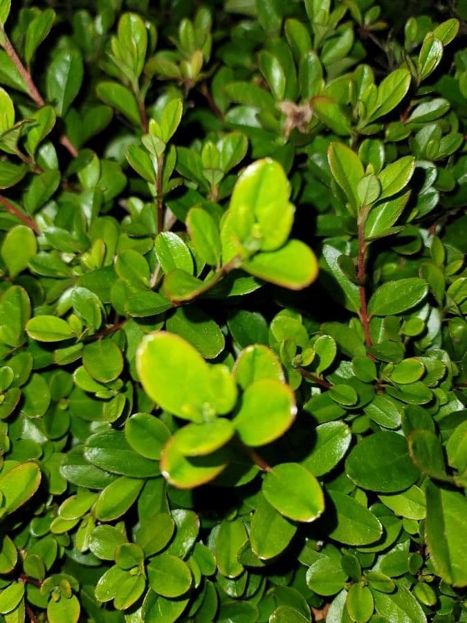 Myrsina africká 10