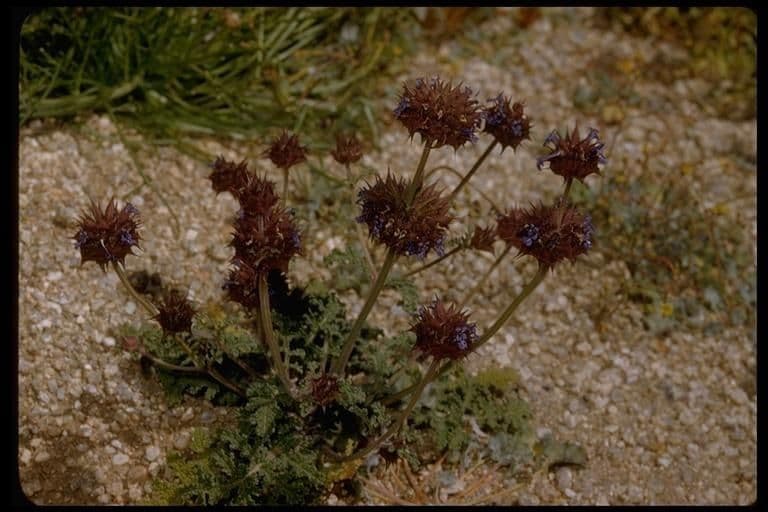 Salvia columbariae