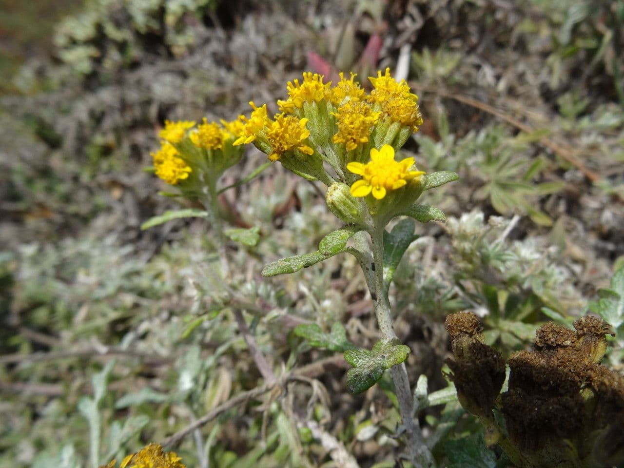 Eriophyllum 11