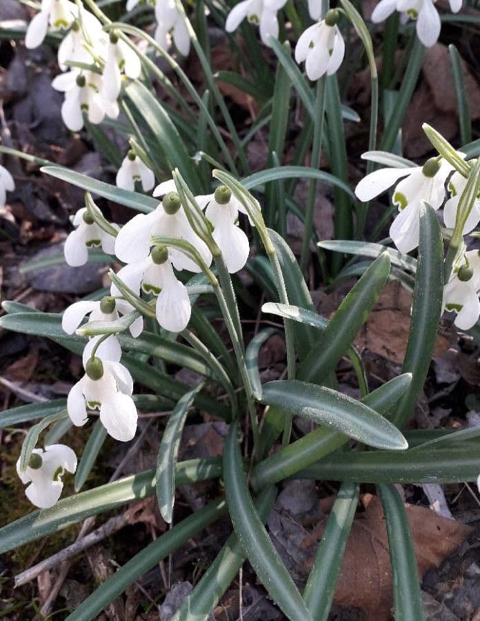 Sněženka podsněžník 10