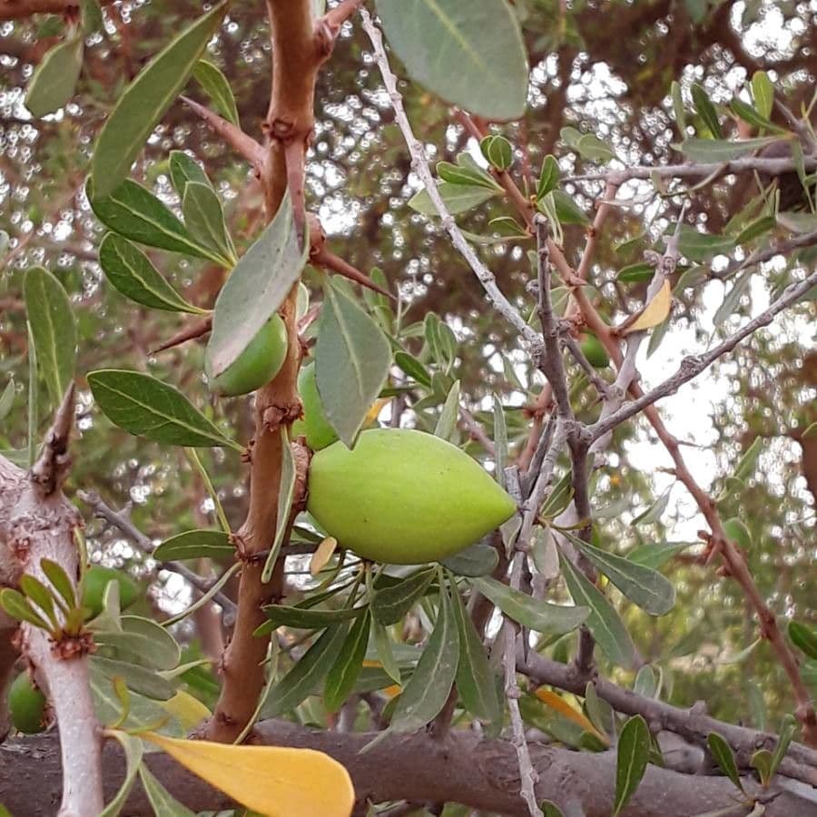 Argan