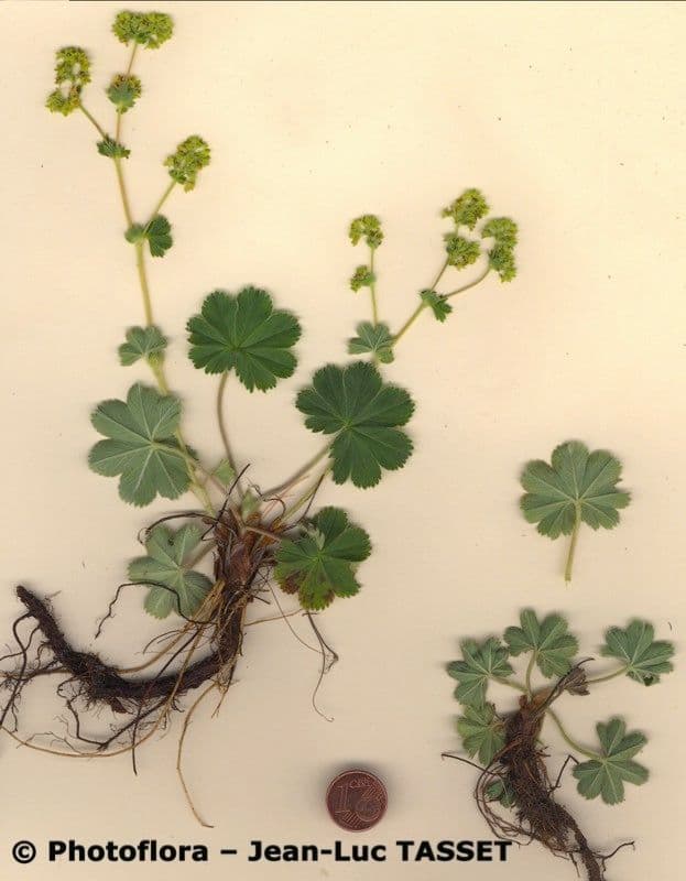 Alchemilla 6
