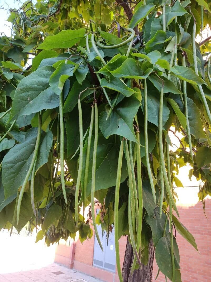 Katalpa vajcovitolistá 5