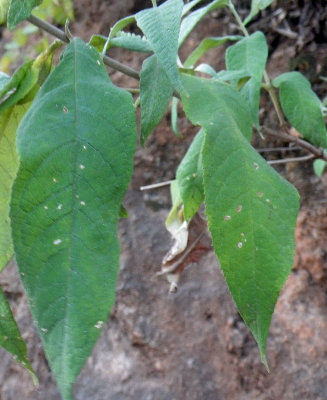 Buddleja asiática 15