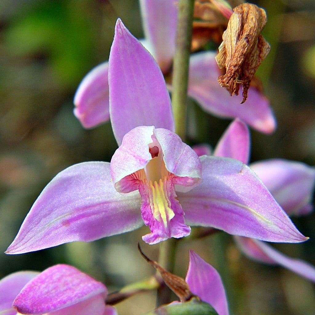 Bletia purpurea 4