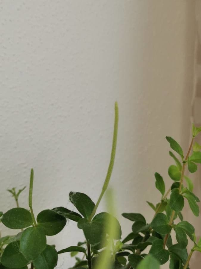 Peperomia 6