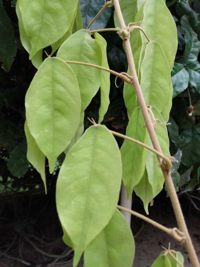 Camoensia 11