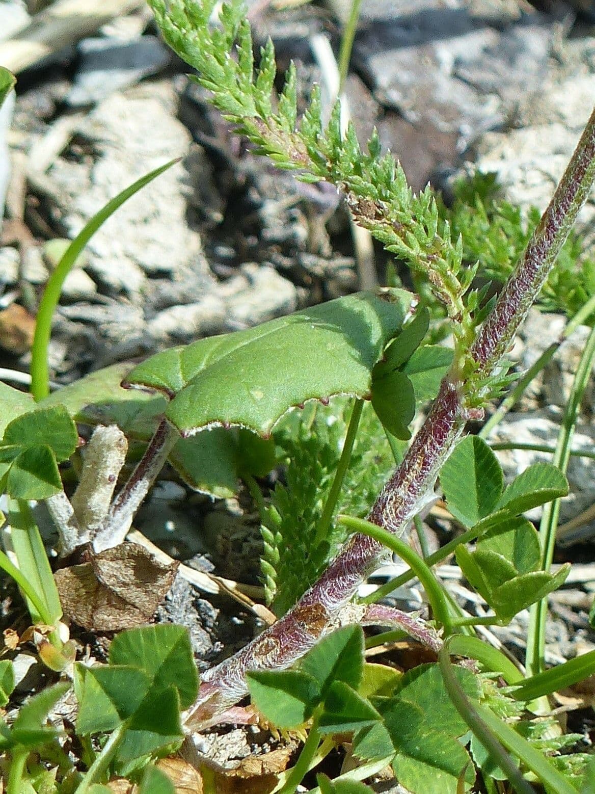 Achillea roseo-alba 13