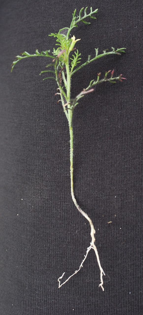 Löffelkohl 14