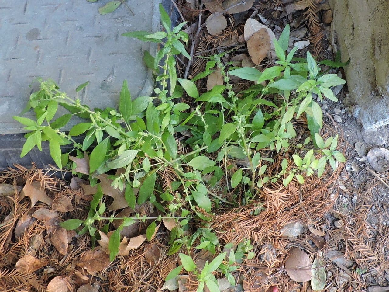 Parietaria pensilvanica 8