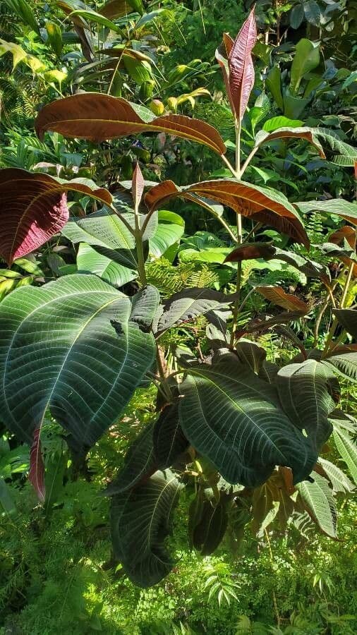 Miconia 6