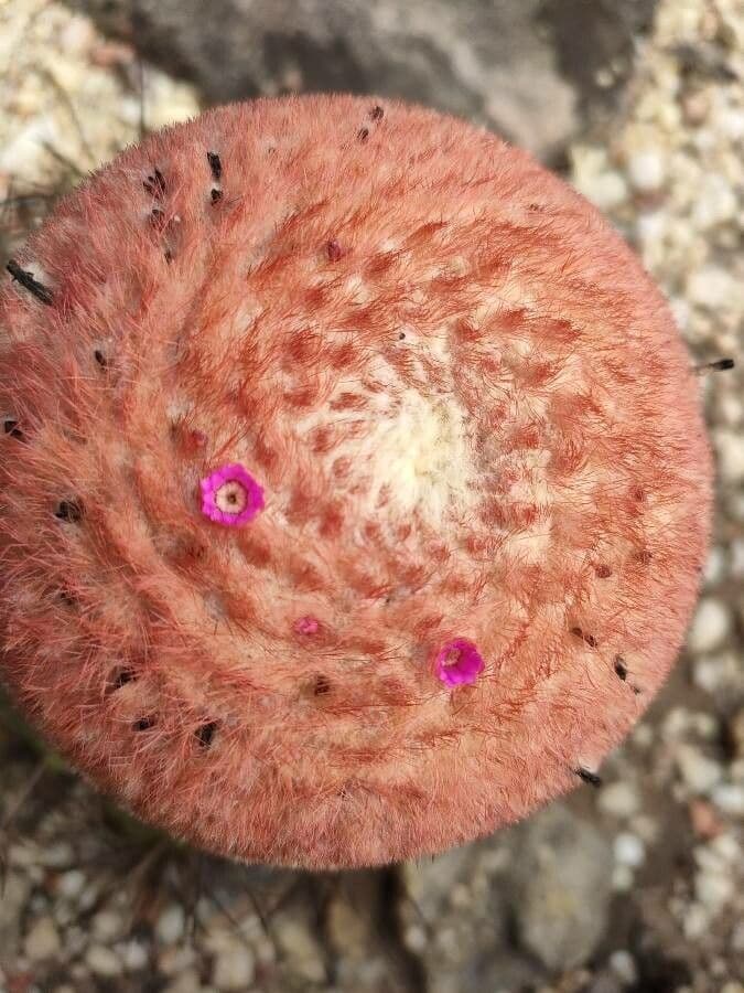 Melocactus