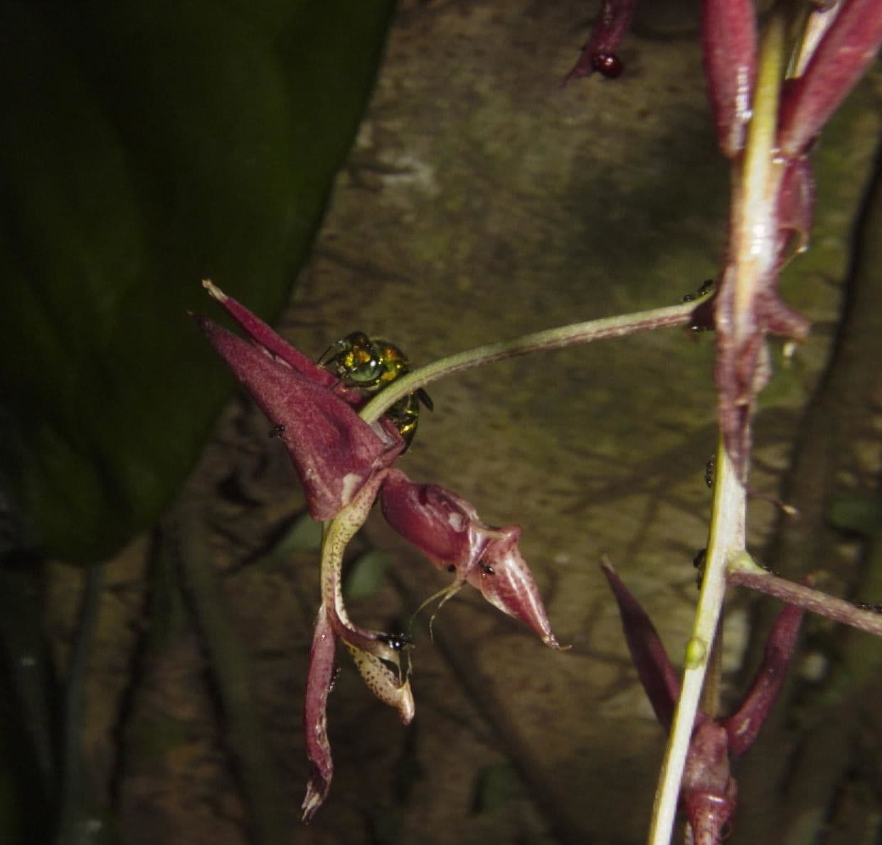 Gongora 10