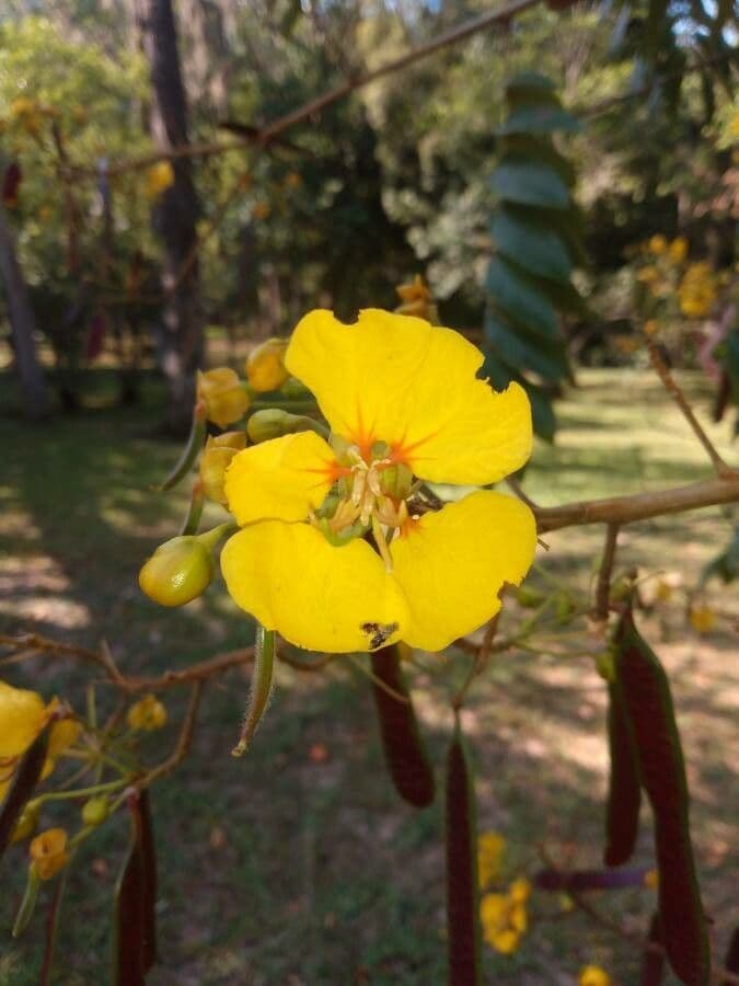 Wald-Senna 2