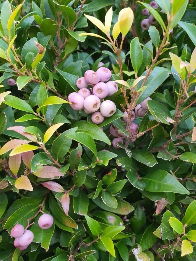 Syzygium 2