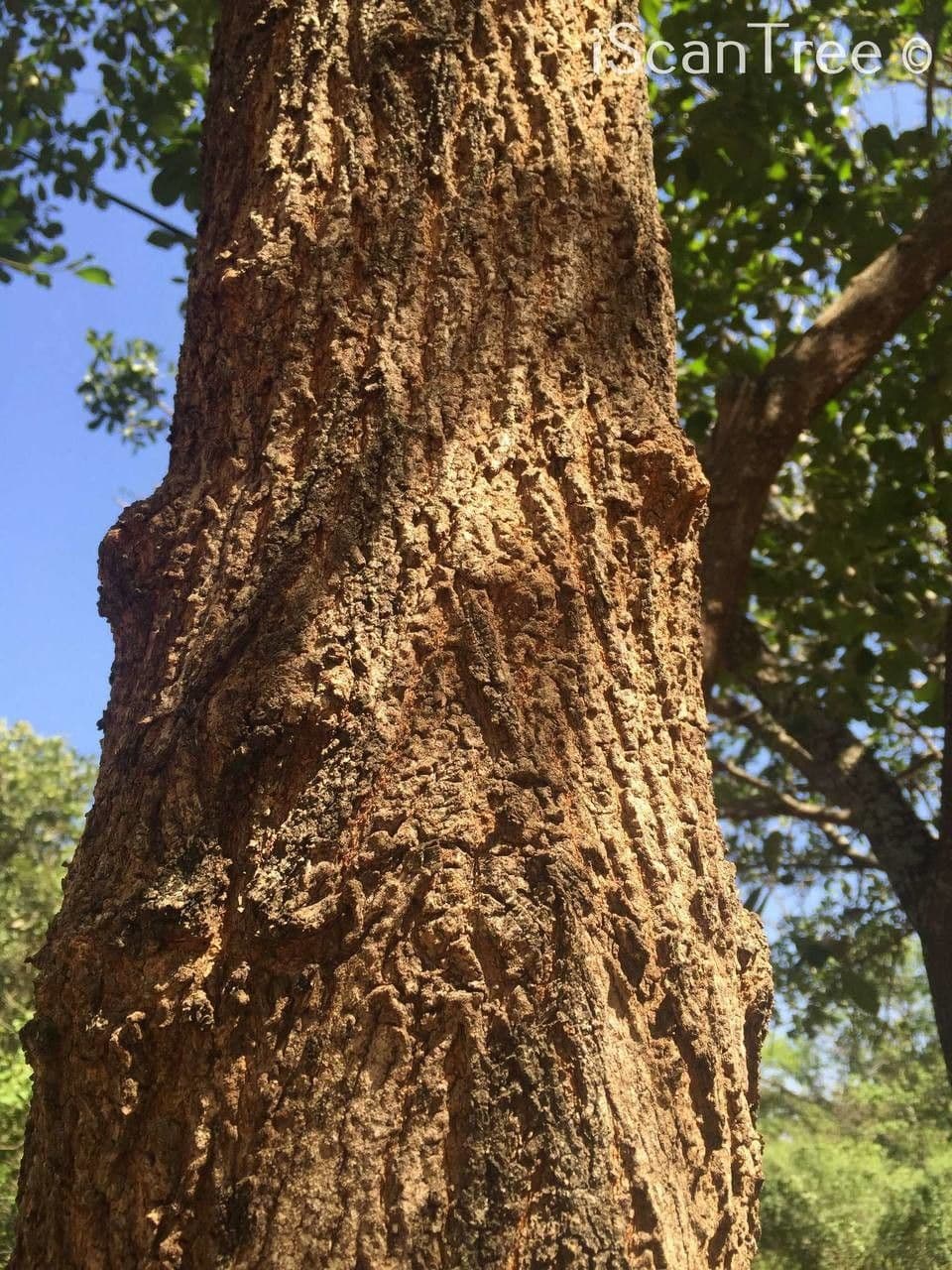 Terminalia 13