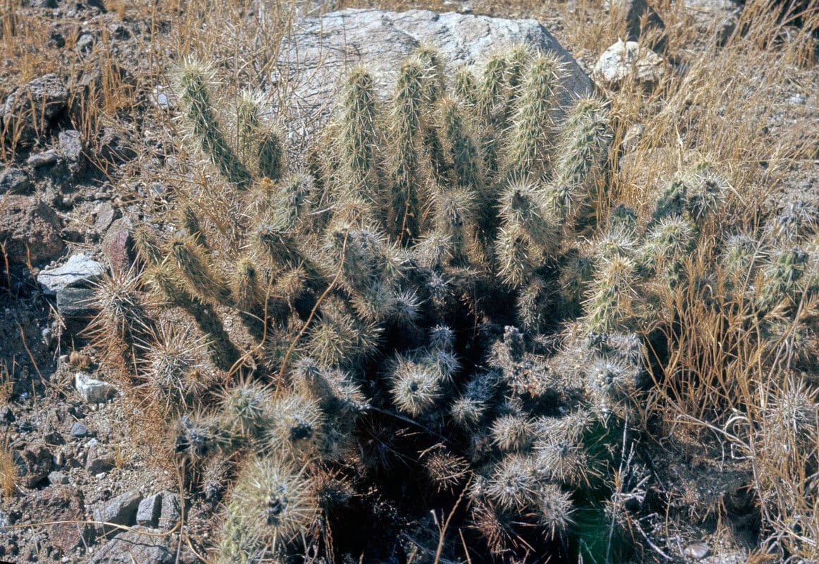 Cholla di Gander
