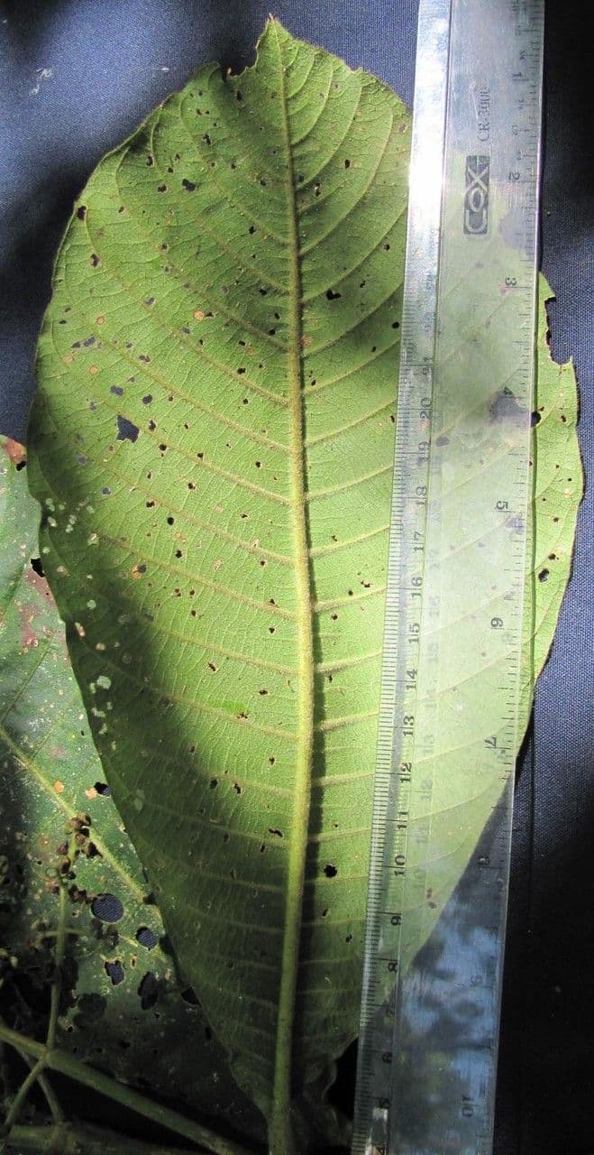 Elaeagia 6