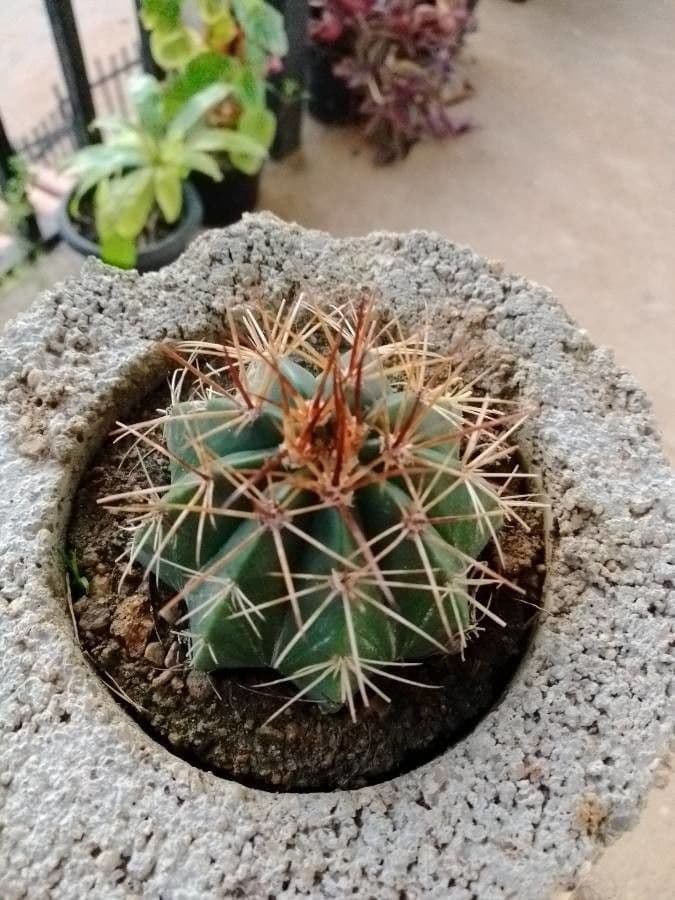 Melocactus 10