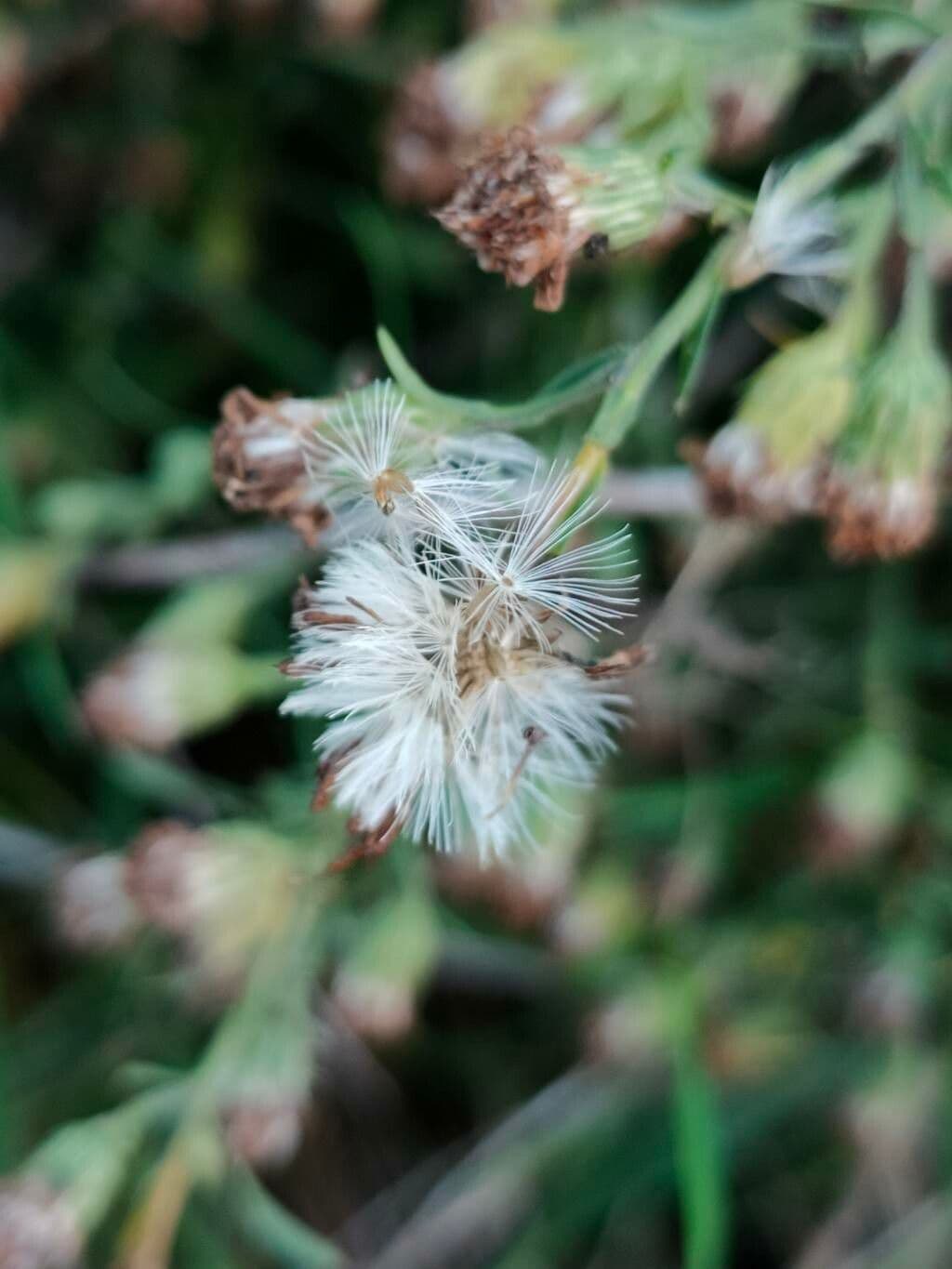 Aster lanceolato 4
