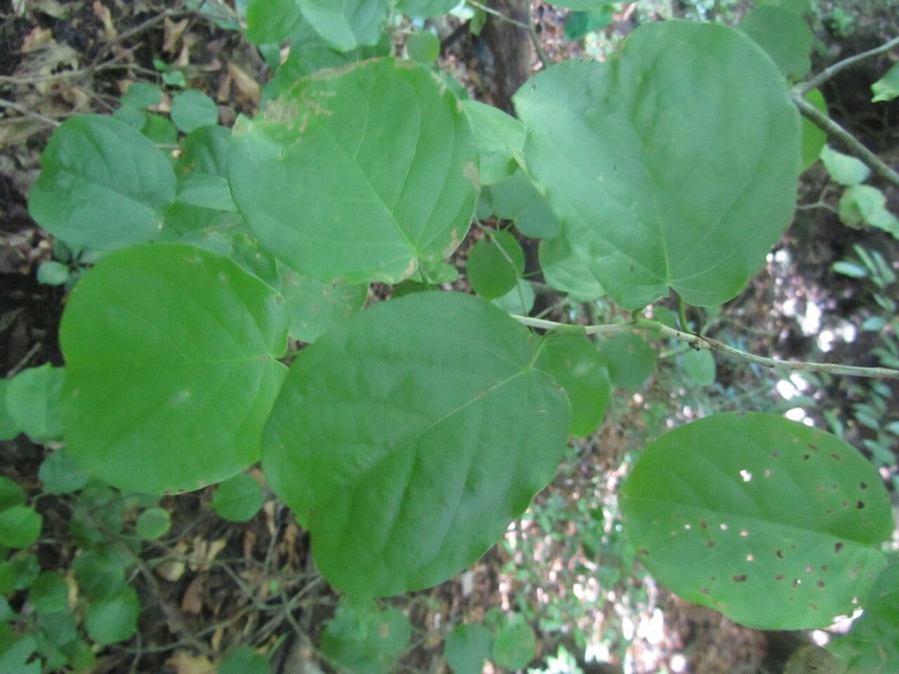 Coccoloba 3