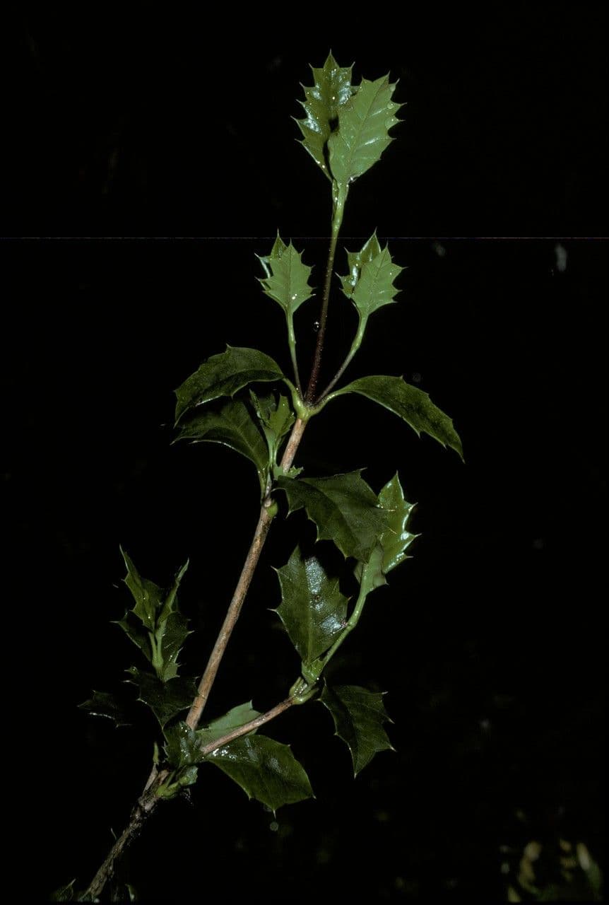 Desfontainia lucente 7