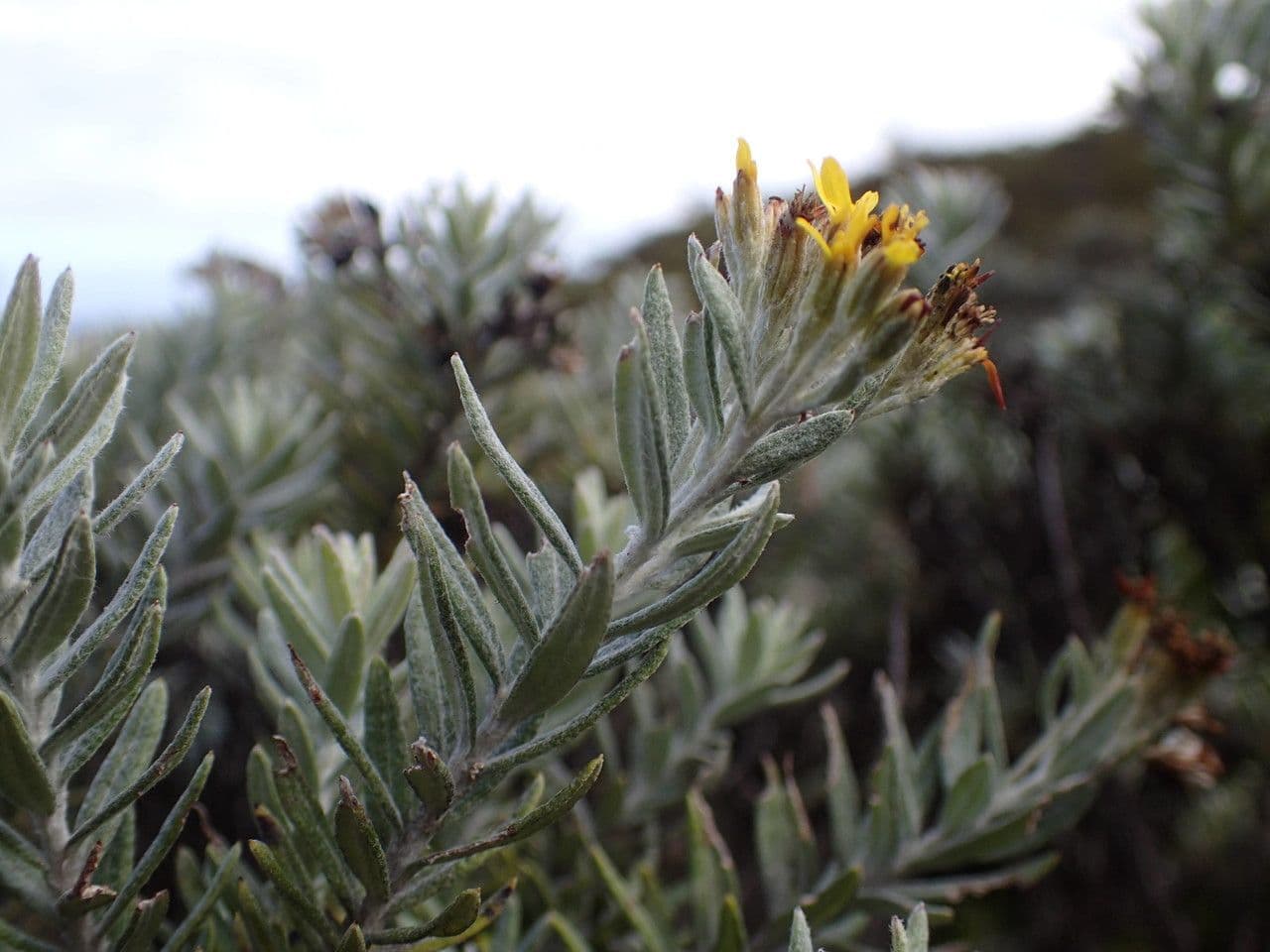 Hubertia 28