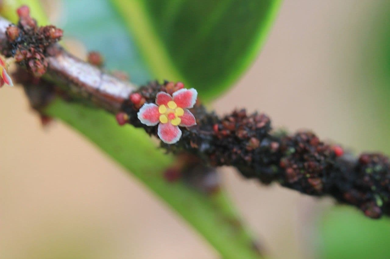 Phyllanthus phillyreifolius 9