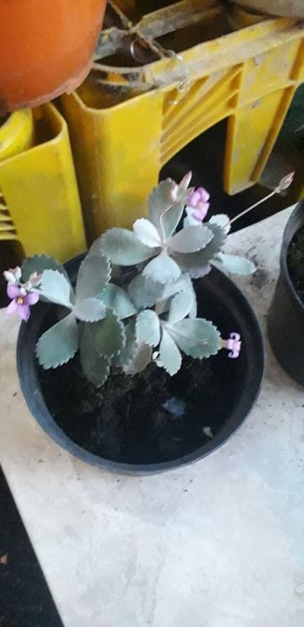 Kalanchoe 2
