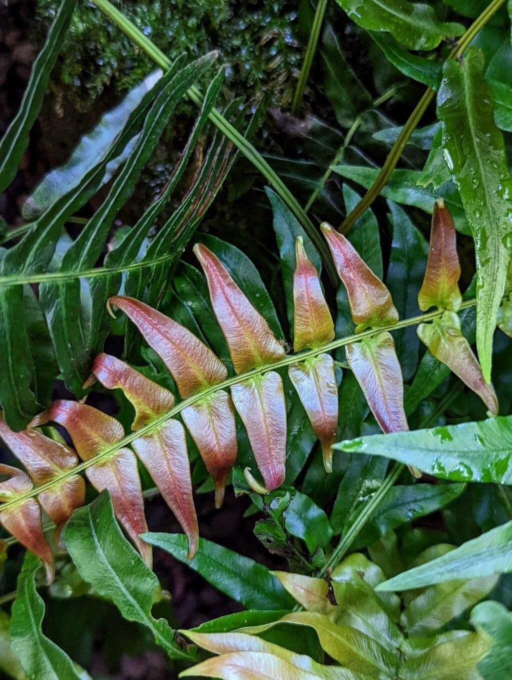 Blechnum australe 10
