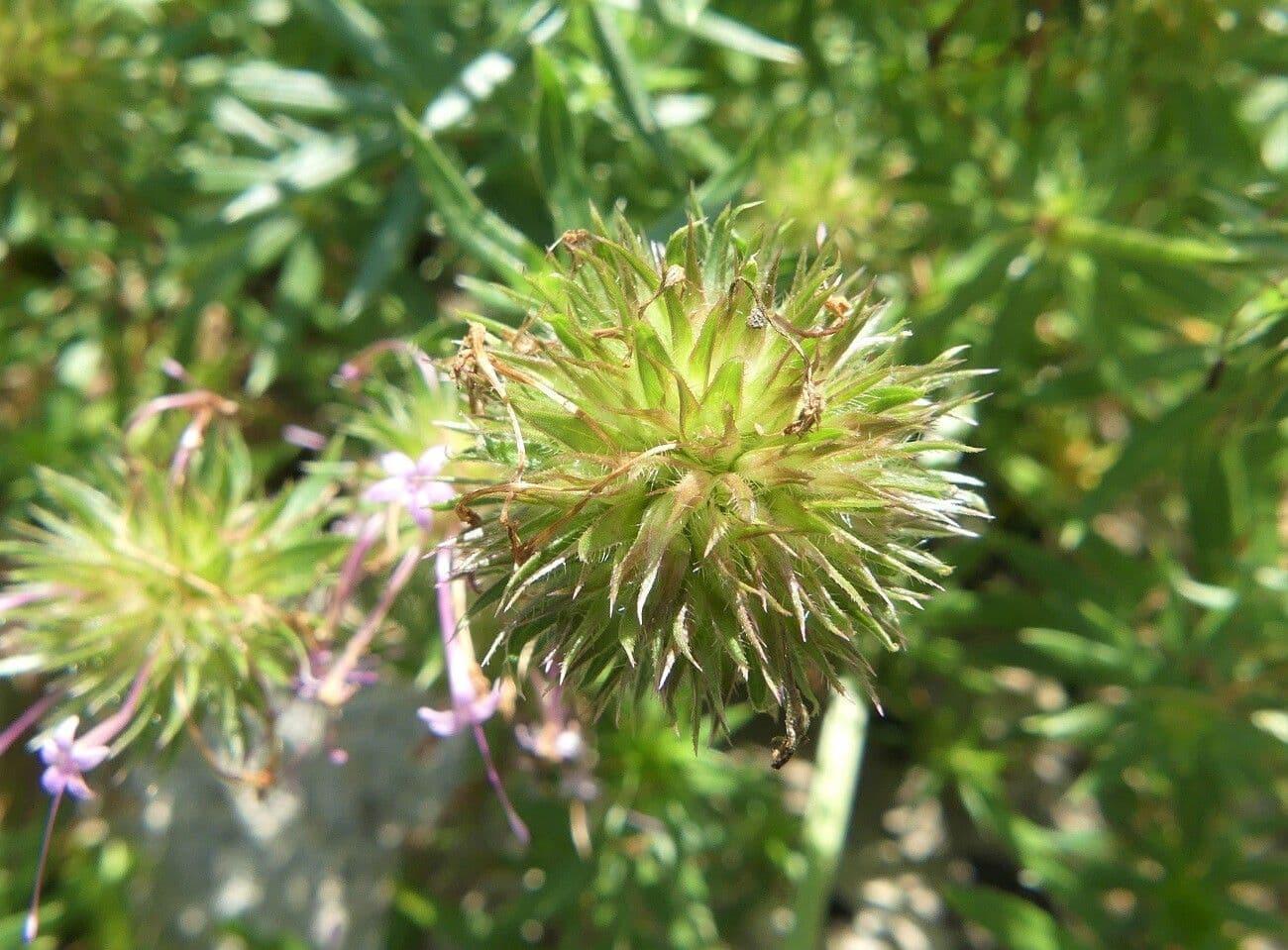 Fopside