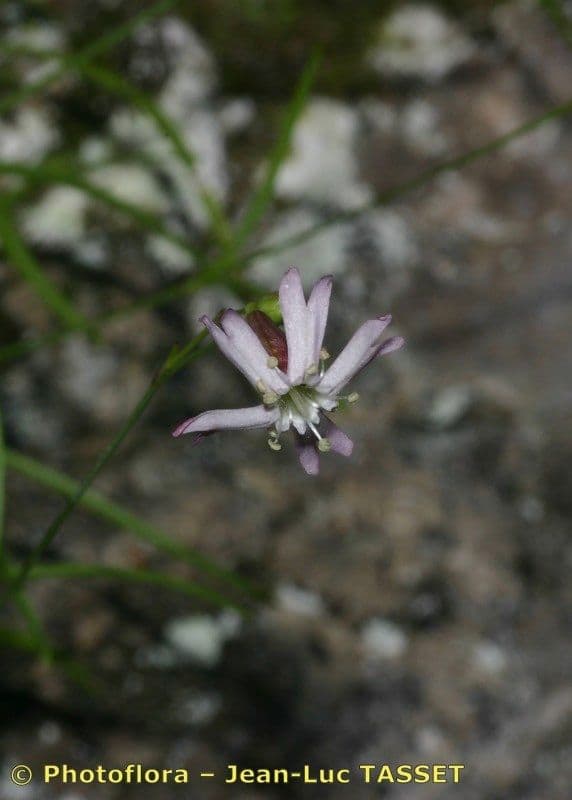 Silene campanula 3
