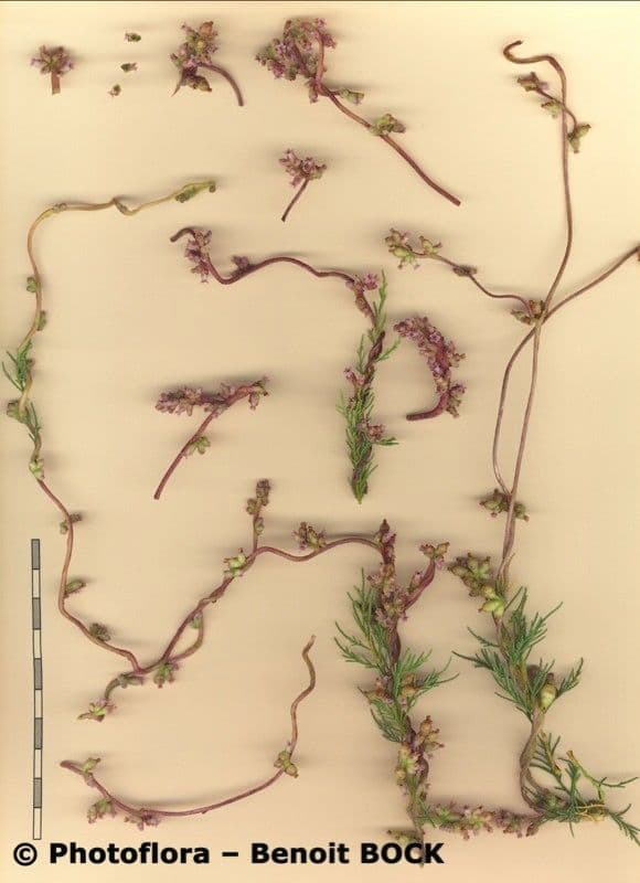 Cuscuta 20