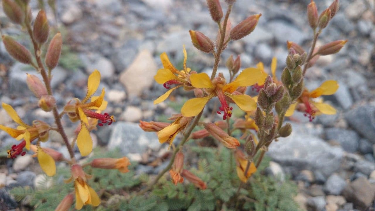 Hoffmannseggia glauca 9