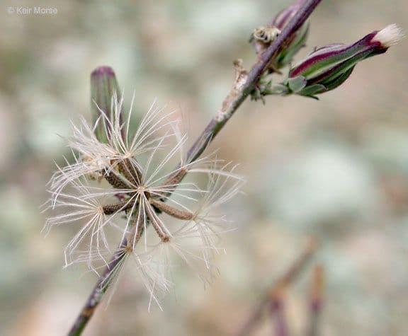 Stephanomeria virgata