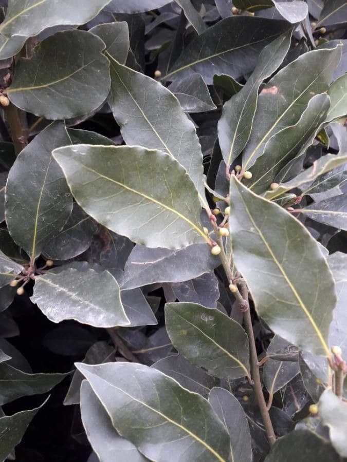Laurel 20