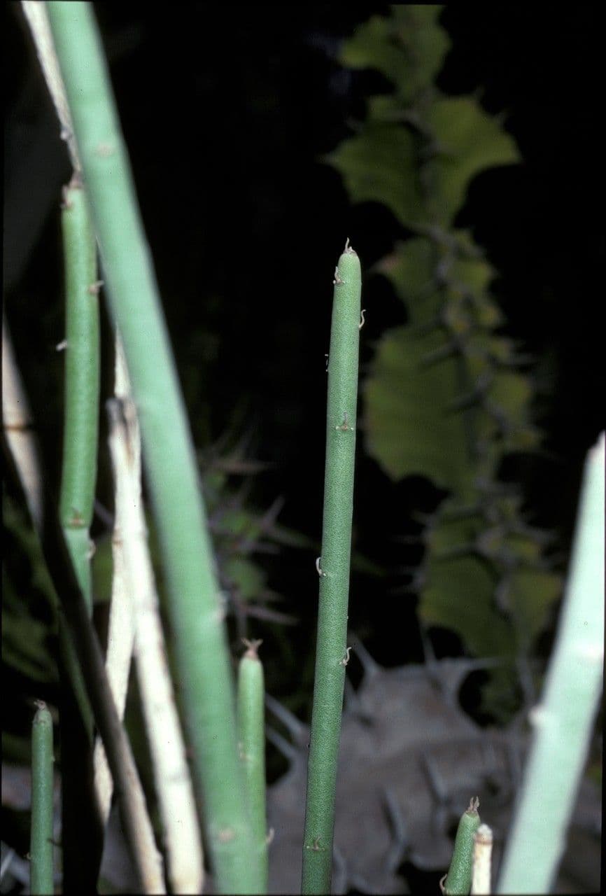 Euphorbia antisyphilitica 7