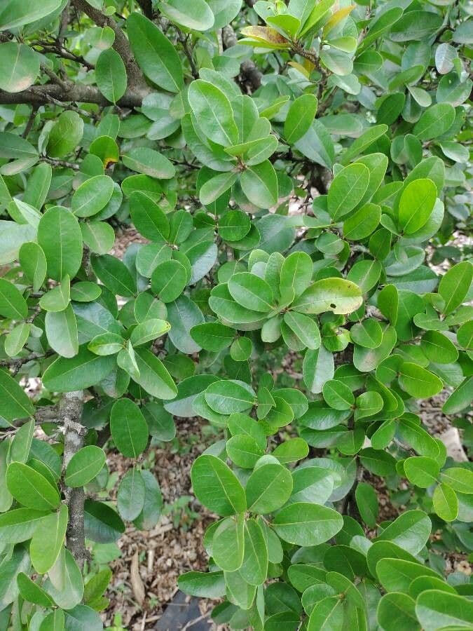 Annona 9