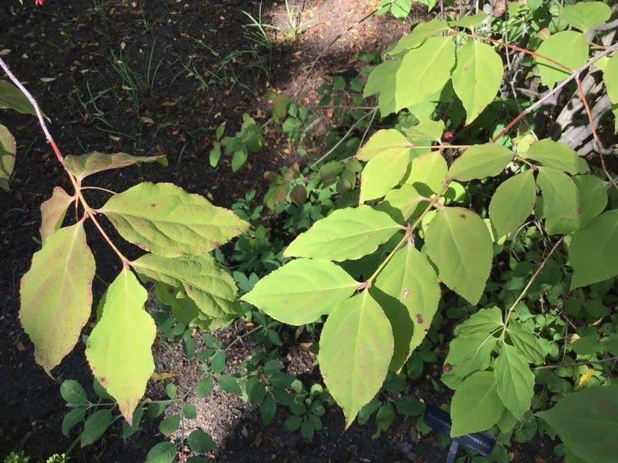 Euonymus oxyphyllus 8