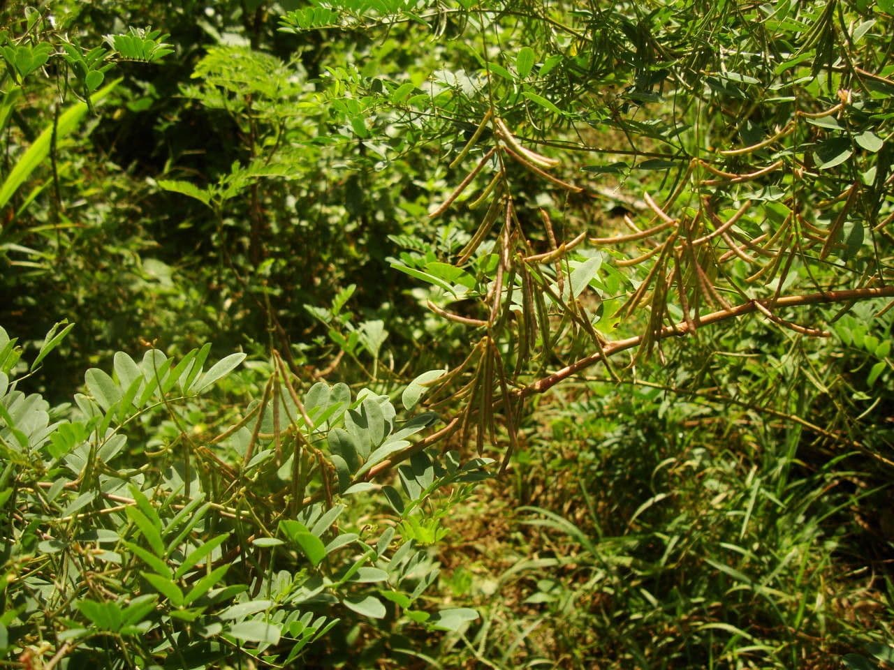 Indaco 13