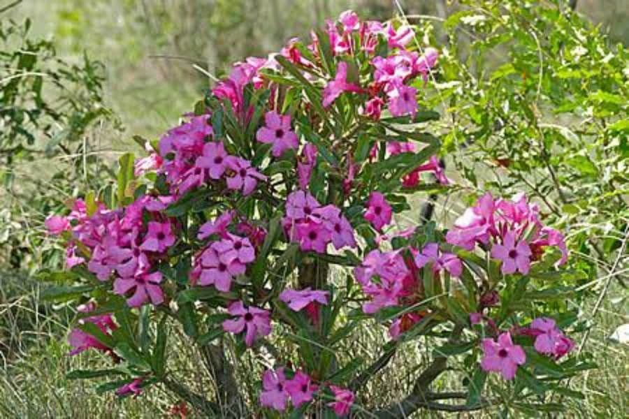 Adenium