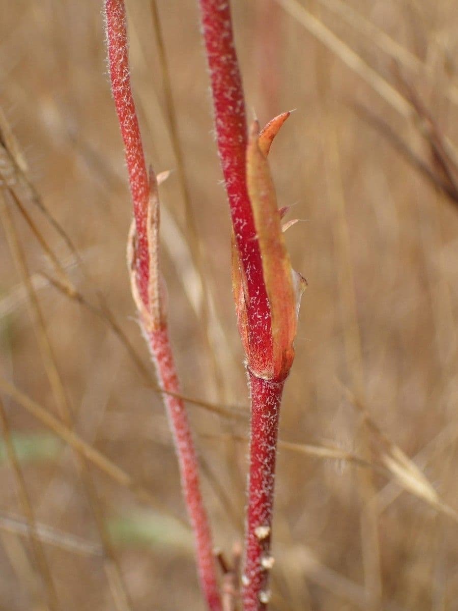 Polycarpaea 6